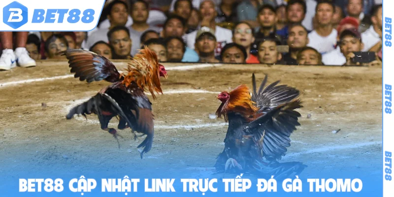BET88 cập nhật link trực tiếp đá gà thomo