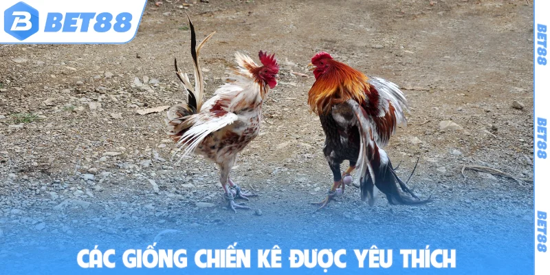 Các giống chiến kê được yêu thích