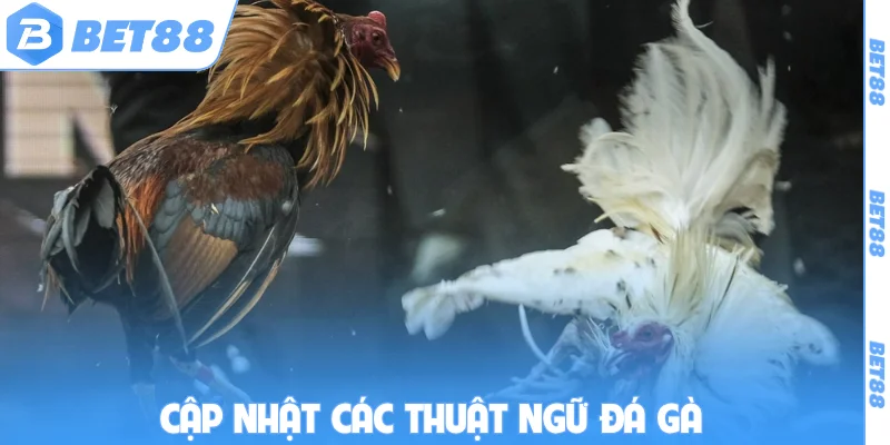 Cập nhật các thuật ngữ đá gà