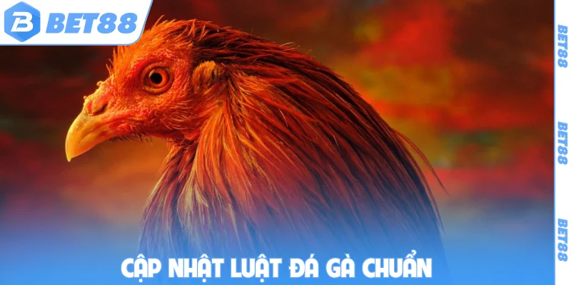 Cập nhật luật đá gà chuẩn