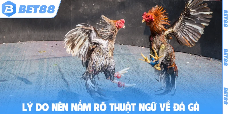 Lý do nên nắm rõ thuật ngữ về đá gà