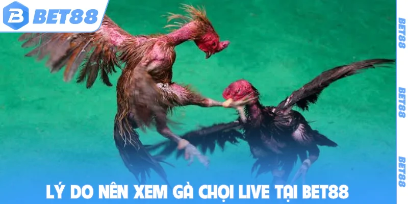 Lý do nên xem gà chọi live tại BET88