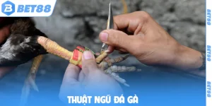 thuật ngữ đá gà