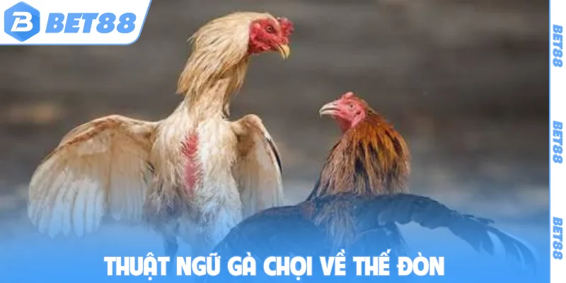 Thuật ngữ gà chọi về thế đòn