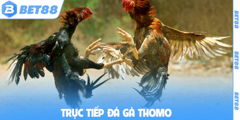 trực tiếp đá gà Thomo