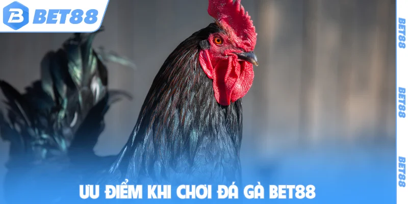 Ưu điểm khi chơi đá gà BET88