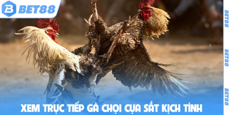 Xem trực tiếp gà chọi cựa sắt kịch tính